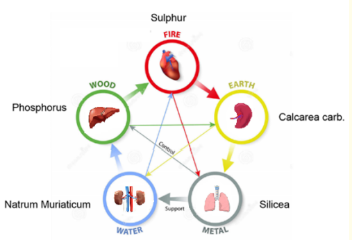 Figure 4: Homeopathy medications are used to tone the energy of the five internal massive organs.