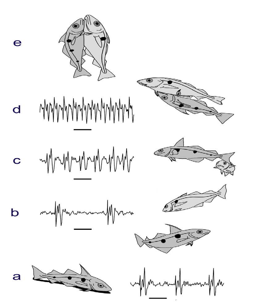 Figure 5: The male haddock varies its sounds during the spawning behavior, while the female remains silent. On the seabed (a), the male makes repeated sounds that can keep other males away but they attract a female. The male then rises up through the water (b) towards the female and then speeds up the sounds (c) as she approaches him. He then embraces the female (d) and as they move further up through the water together the male then stops producing sounds (e). The female then releases eggs and the male releases sperm so that they create a new juvenile haddock.
