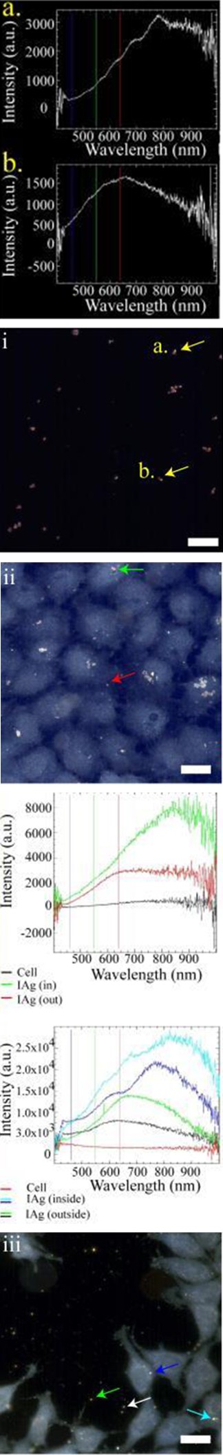 Figure 1: Hyperspectral images of Veli parpam (incinerated silver particles), alone (i), inside A549 cells (ii), and inside HCT116 cells (iii) (scale bare 20um) [20].
