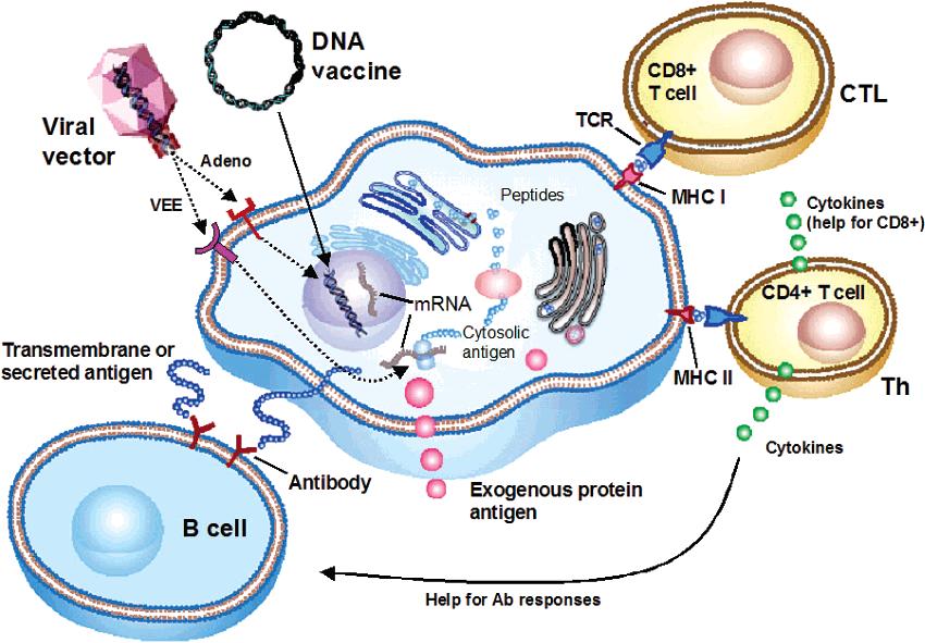 Figure 4: Generation of antigen-specific humoral and cellular responses [42]
