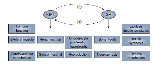 Figure 2: Major physiologic actions of growth hormone and insulin-like growth factor 1 (IGF1). (From Brooks AJ, Waters MJ. The growth hormone receptor: mechanism of activation and clinical implications. Nat Rev Endocrinol. 2010;6:515–525.)