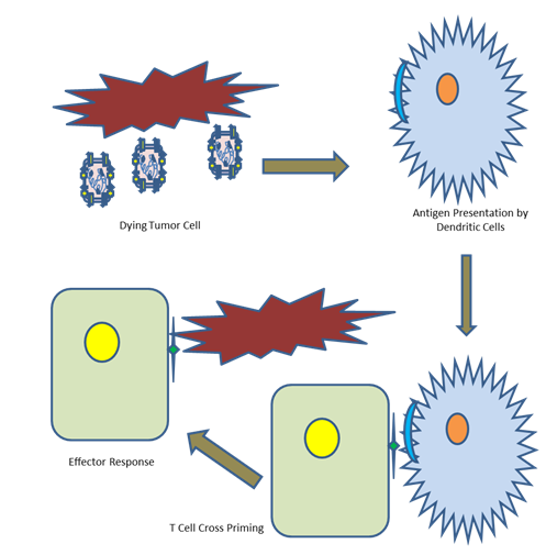 Figure 4: CD8+ cytotoxic T cell cross priming. Recombinant MeV mediated lysis of the cancer cell promotes the activation of dendritic cells, which leads to specific antigen presentation on its surface. This is followed by the cross priming of CD8+ cytotoxic T cells in the lymph nodes. This causes T cell infiltration to the tumour site, followed by an effector response.