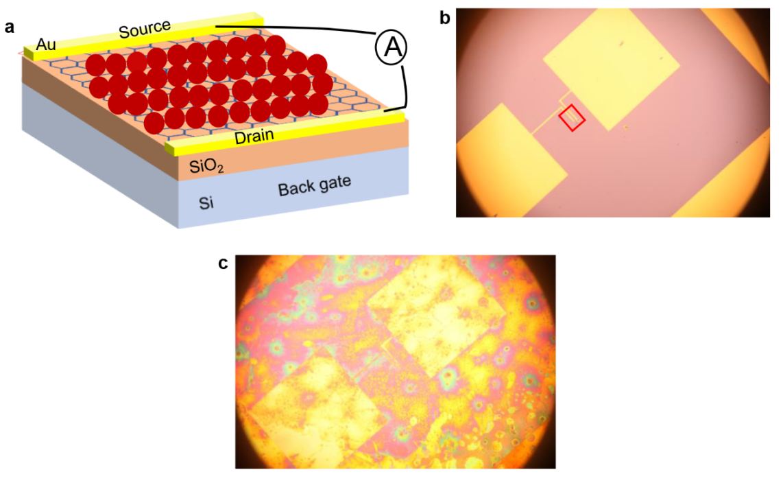 Figure 1: a) Schematic of the proposed device in which a graphene flake is deposited onto a Si/SiO2 structure and coated with PbS quantum dots. b) Optical microscope image of the fabricated graphene FET, and the rectangle with red solid lines inside represents graphene. The effective area of the device is about 10×30 μm2. The golden parts are the source/drain electrodes. c) The optical microscope image of graphene/PbS quantum dots hybrid photodetector.