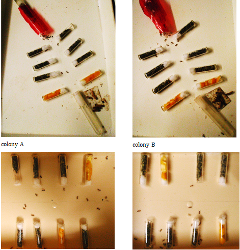 Figure 1: Experimental design used for examining if the workers of the ant _M. sabuleti_ can learn and use a sequence of four odors for navigating. Upper part: the ants were trained in their foraging area to two identical (correct) sequences set between the nest and the food. Lower part: after three days, while training continued, they were tested, in a separate tray, in front of a correct and a wrong sequence, the correct one being on one side for colony A and on the other side for colony B. Photos can be seen in Figure 2; results are summarized in Table 1 and detailed in the text.