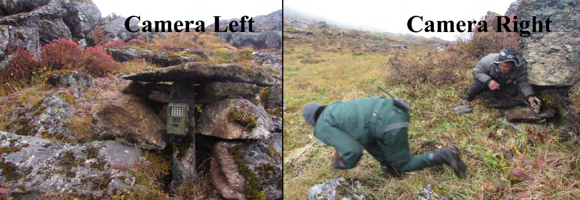 Figure 3: Laying of cameras to capture the hind and fore limbs and the face plus the back of the species.