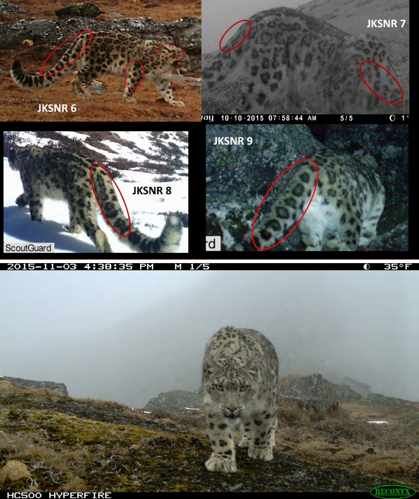 Figure 6: Identifying individuals using pelage patterns and rosettes.