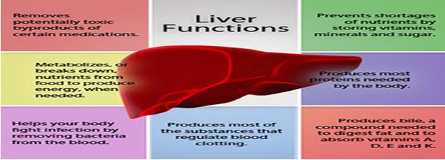 Figure 1: Liver Functions. Chemicals are likely to induce liver injury. In the current study, the potential hepatoprotective activity of both silymarin and curcumin were investigated. Hepatic dysfunction is considered an indication of the abnormal functions of the liver.