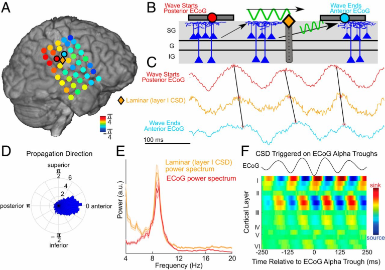 Figure 8: Figure illustrates Simultaneous ECoG–laminar recordings reveal traveling alpha waves which propagate through supragranular cortex. (A) Average circular distance of each ECoG (circles) and layer I laminar (diamond) contact’s alpha phase from the spatial mean phase throughout the ECoG grid. Note that the laminar’s alpha phase is intermediate to neighboring ECoG contacts, suggesting that ECoG and the laminar probe recording the same traveling wave at different scales. (B) Representative drawing of a traveling alpha wave (as measured with ECoG) propagating through superficial layers (as measured by a laminar probe). (C) Example traces from ECoG contacts posterior (red) and anterior (blue) to the laminar probe. Alpha phase in the laminar is intermediary to the ECoG contacts. (D) Distribution of traveling wave directions; mu waves propagate from posterior (higher-order) toward anterior (lower-order) cortex. (E) Power spectra from simultaneous laminar and ECoG recordings; they share a near-identical alpha peak. (F) Laminar CSD averaged on troughs in the nearest ECoG contact. Note that alpha activity is superficial [11].