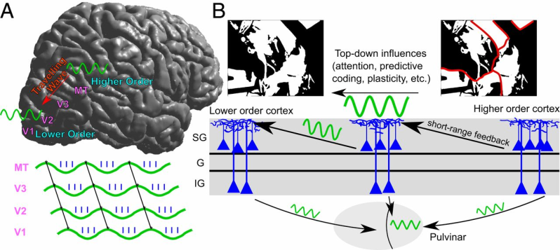 Figure 9: Tentative model for how alpha’s physiology could mediate feedback. (A) Alpha propagates as a traveling wave from higher-order (middle temporal, visual area 3) toward lower-order visual areas 1/2 cortical areas. (B) Alpha is strongest within supragranular cortex and may carry top-down information via short-range feedback connections to constrain lower-level processing; for instance, alpha may play a role in resolving ambiguous visual imagery, such as the picture of a woman and a horse’s snout shown above. Cortical alpha in layer VI might influence alpha activity within the pulvinar [11].