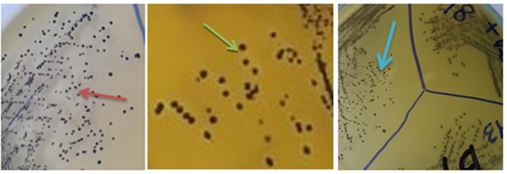 Figure 2: Meanwhile, on Baired Parker agar with egg yolk telluride supplemented with Acriflavine hydrochloride (BPRA), both typical Figure 3&4A and atypical Figure 4B _S_. _aureus_ strains were acriflavine resistance and had ability to be grown showing black colonies, but the other _Staph. spp._ can’t grow, Figure 4. The same results were found also by da Silva, WP [8,18]. Both BPET and BPRA are effective media for suppressing or inhibiting most environmental organisms present in bulk tank milk without damage the recovery of _S._ _aureus_ [15]. The sensitivity and specificity for detecting _S._ _aureus_ in bulk tank milk were 94.8% and 100%, respectively, using Baird-Parker agar base supplemented with egg yolk tellurite emulsion and Acriflavine (BPRA) [15]. Acriflavine sensitivity test is the most be included in the phenotypic identification of both CPSA and CNSA where its result was the closest to that of mPCR assay results in confirmation of CPSA and CNSA through detection of thermonuclease gene (_nuc_ gene) [10,18].