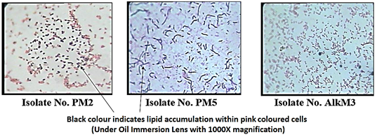 Figure 1: Sudan Black B-stained isolates under 1000X magnification a) PM2, b) PM5 and c) AlkM3.