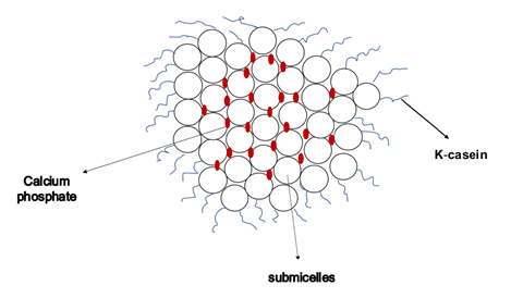 Figure 1: Casein Micelles.