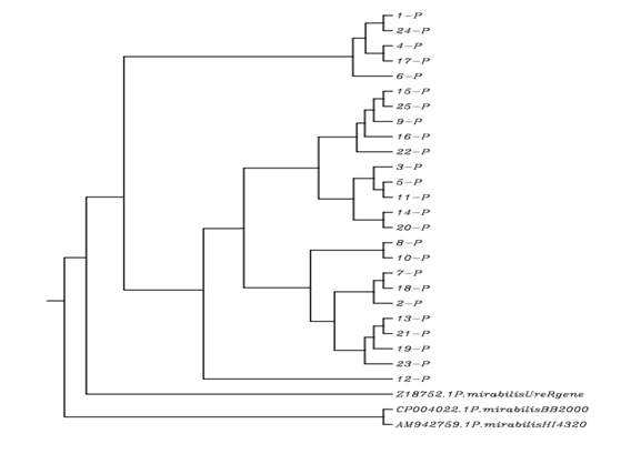 Figure 2: Thus, the present results were suggested that the UreR gene operon has a common ancestor with these bacterial species.