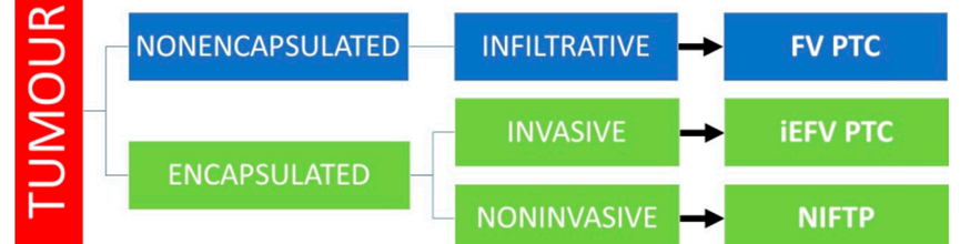 Figure 1: Classification of follicular-patterned thyroid tumors with papillary-like nuclear feature. FVPTC, follicular variant of papillary thyroid carcinoma; iEFVPTC, invasive encapsulated follicular variant of papillary thyroid carcinoma; NIFTP, noninvasive follicular thyroid neoplasm with papillary–like nuclear features) [24].