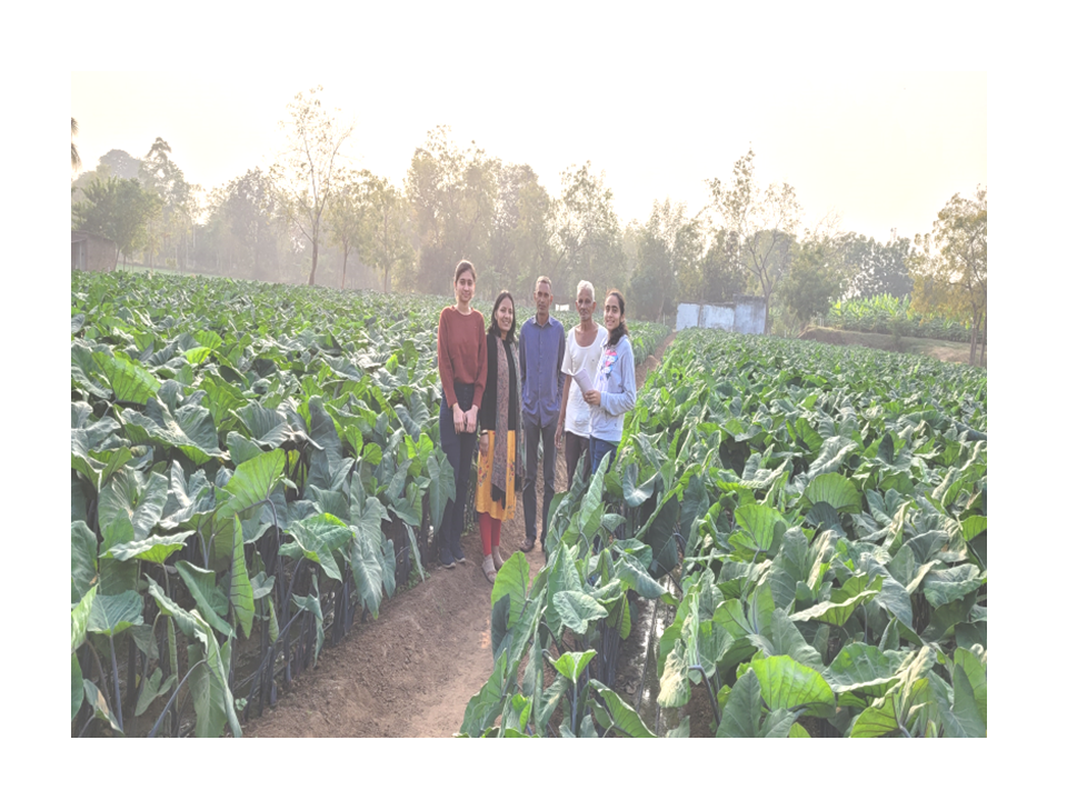 Figure 1: Crop view of farmer’s field.